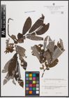 Foto von Salix cinerea L.